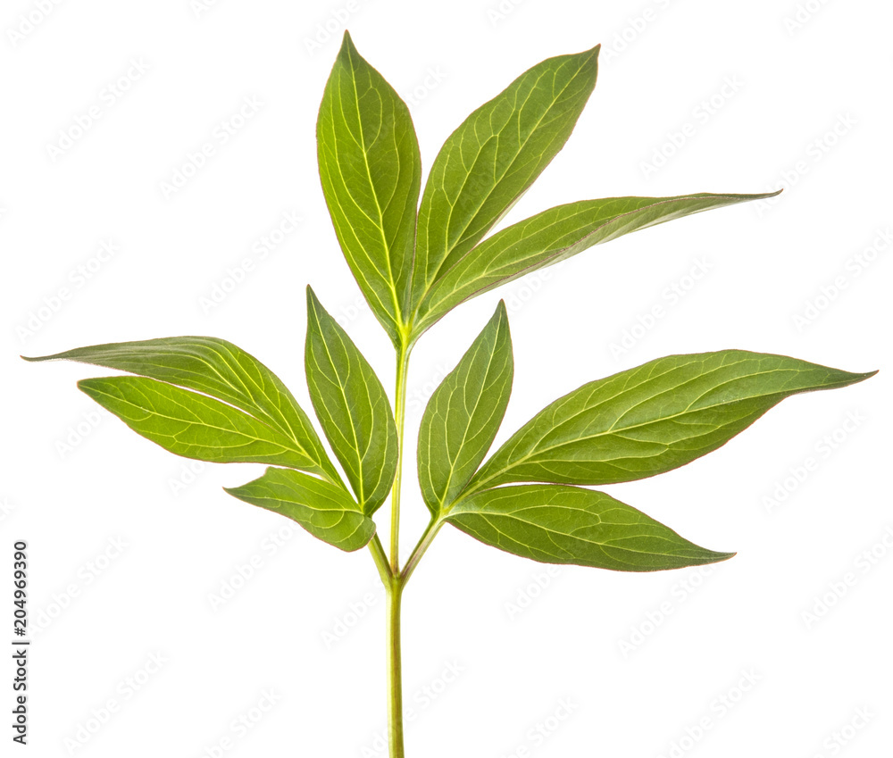 green sprout of peony bush. Isolated on white background
