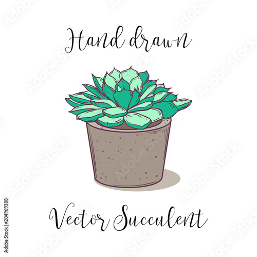 Cute colorful hand drawn succulent in a concrete flower pot. Vector illustration. photo