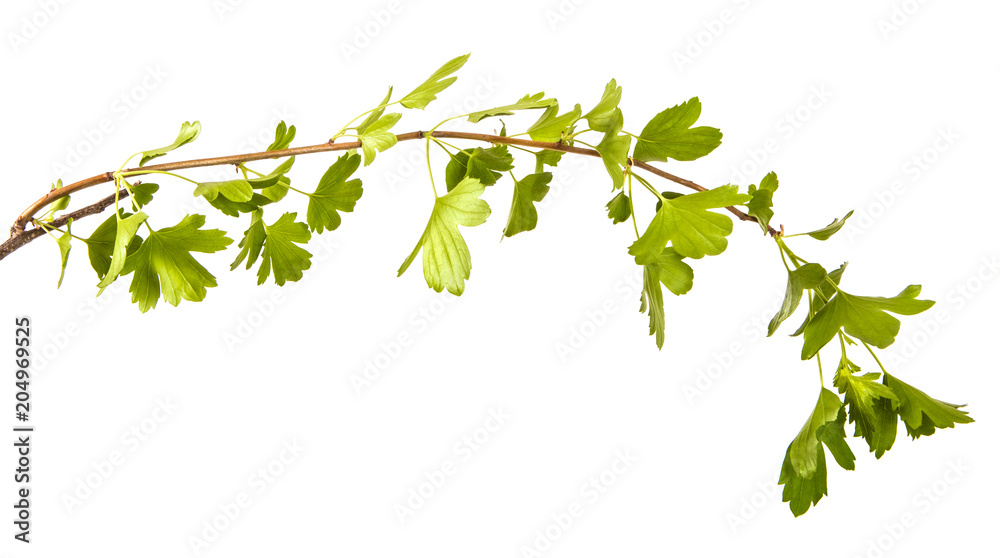 branch of a currant bush with green leaves. Isolated on white background branch of a currant bush with green leaves. Isolated on white background