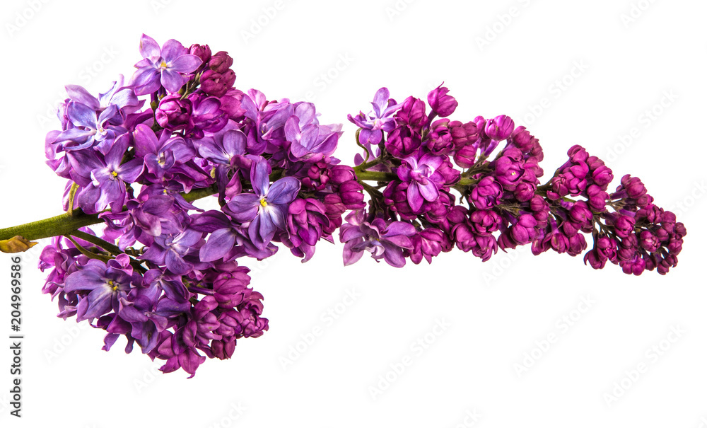blossoming lilac with purple flowers. Isolated on white background blossoming lilac with purple flowers. Isolated on white background