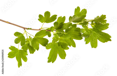 branch of a currant bush with green leaves. Isolated on white background