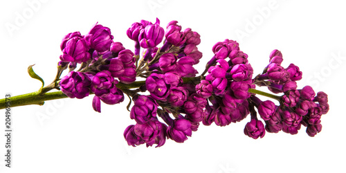 blossoming lilac with purple flowers. Isolated on white background