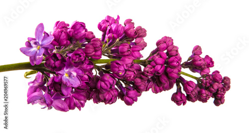 blossoming lilac with purple flowers. Isolated on white background