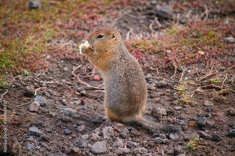 Rodent, Evrazhka on Kamchatka. American long tail gopher, sunny day Rodent, Evrazhka on Kamchatka. American long tail gopher, sunny day