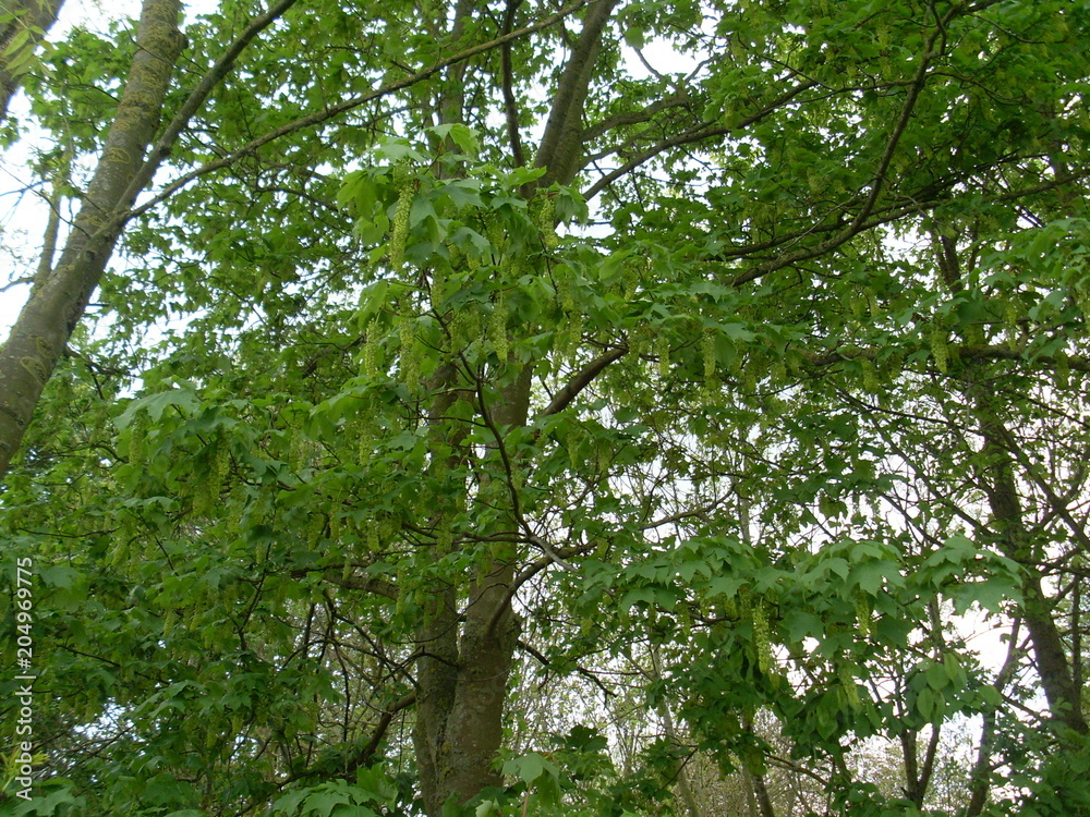 Fototapeta premium Grand arbre au printemps