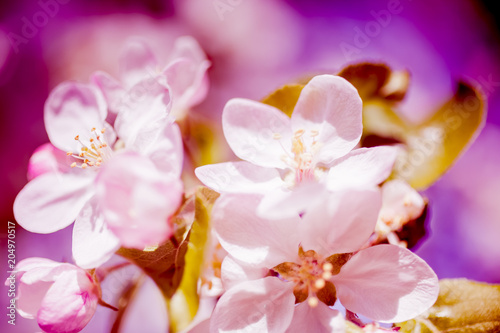 Apple blossoms over blurred nature background