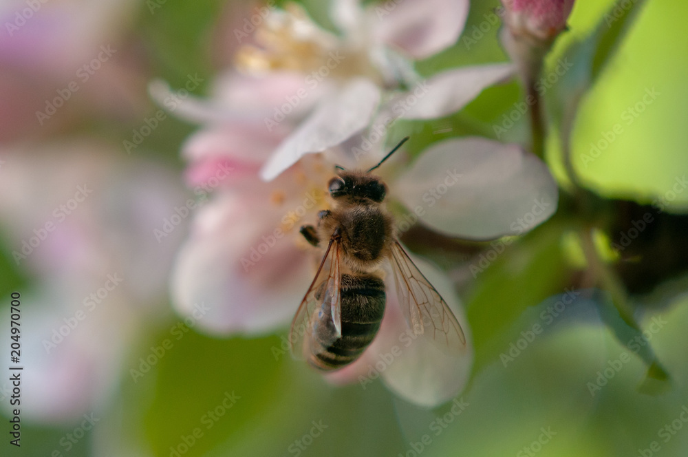 Biene auf Apfelblüte Biene auf Apfelblüte
