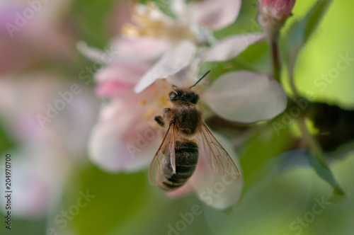 Biene auf Apfelblüte © WR