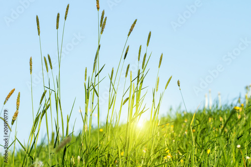 Canvastavla Flowering grass in detail - allergens