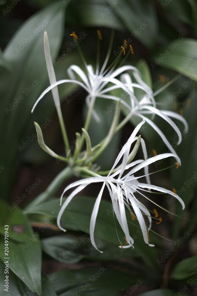 Exotic tropical plant with white flowers with long thin petals and