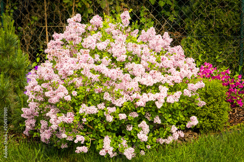 Syringa microphylla 'Superba' in the park, blooming lilac