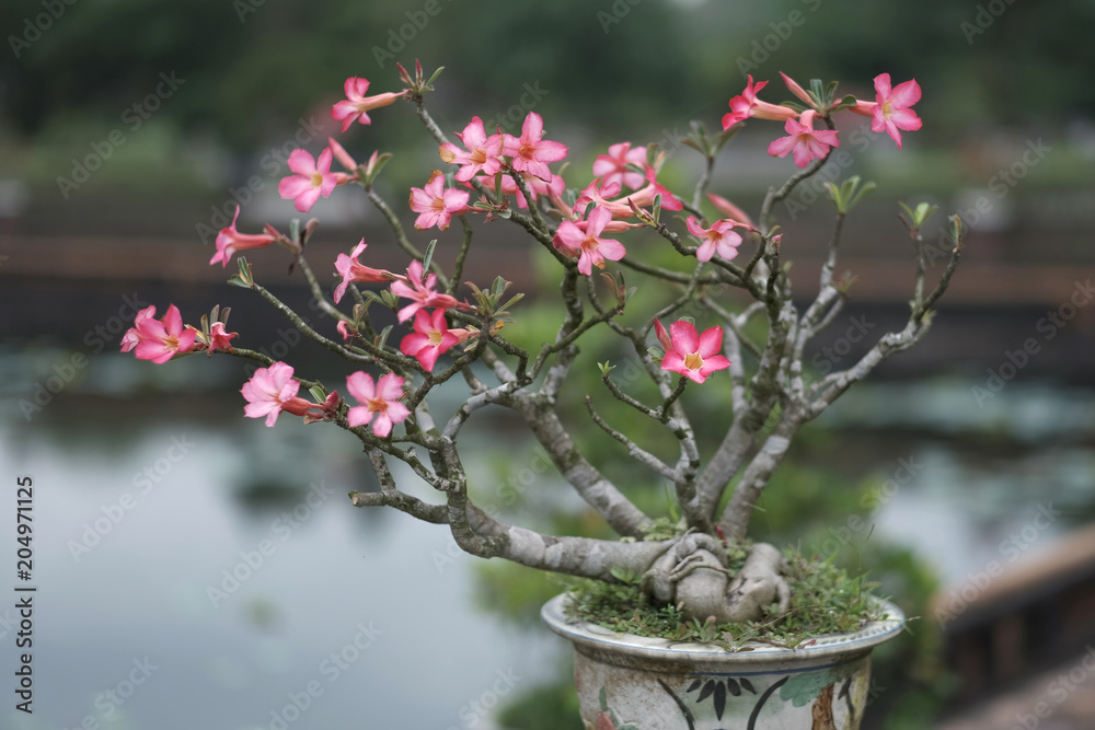 Pink flowers of a tropical plant with thick stems growing in a pot Pink flowers of a tropical plant with thick stems growing in a pot