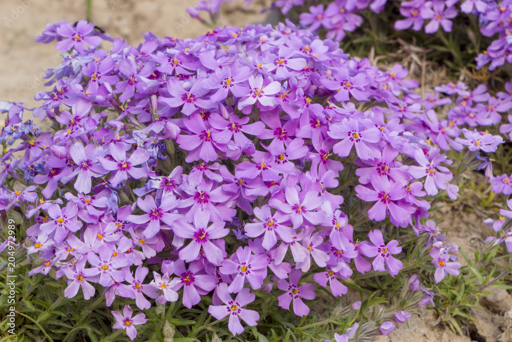 Obraz premium Purple creeping phlox, on the flowerbed. The ground cover is used in landscaping when creating alpine slides and rockeries