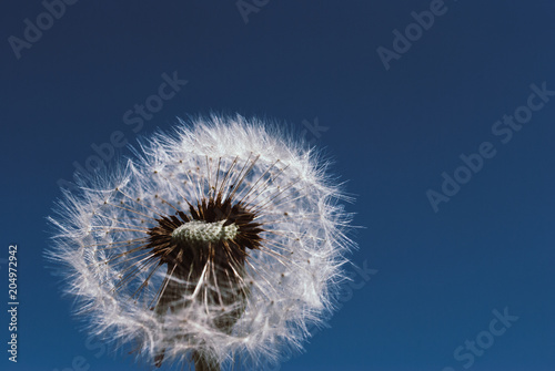 dandelion flower with seeds ball close up in nature background horizontal view