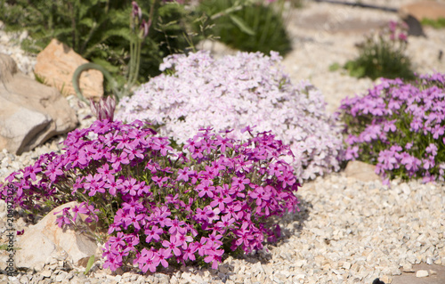 Purple creeping phlox, on the flowerbed. The ground cover is used in landscaping when creating alpine slides and rockeries