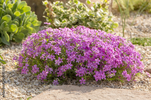 Purple creeping phlox  on the flowerbed. The ground cover is used in landscaping when creating alpine slides and rockeries