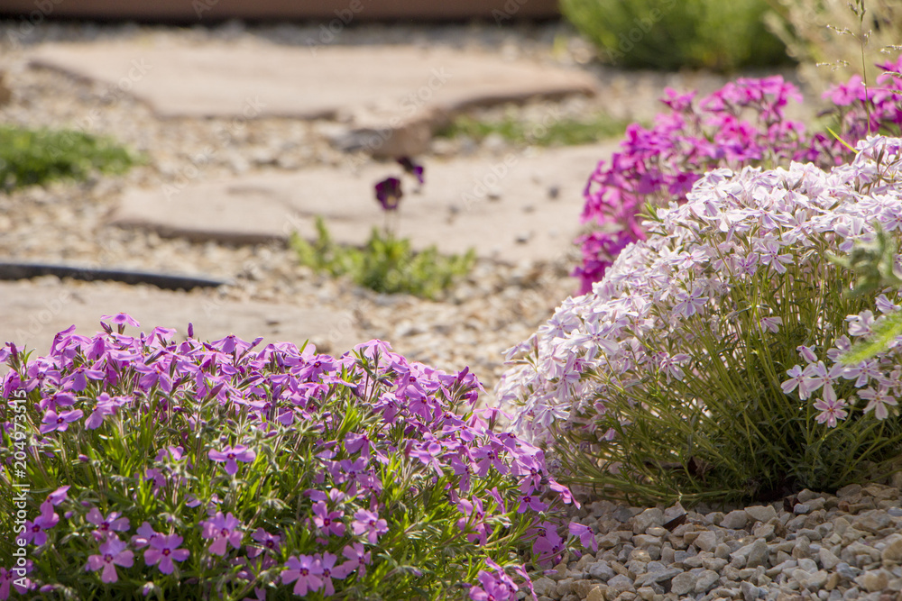 Obraz premium Purple creeping phlox, on the flowerbed. The ground cover is used in landscaping when creating alpine slides and rockeries