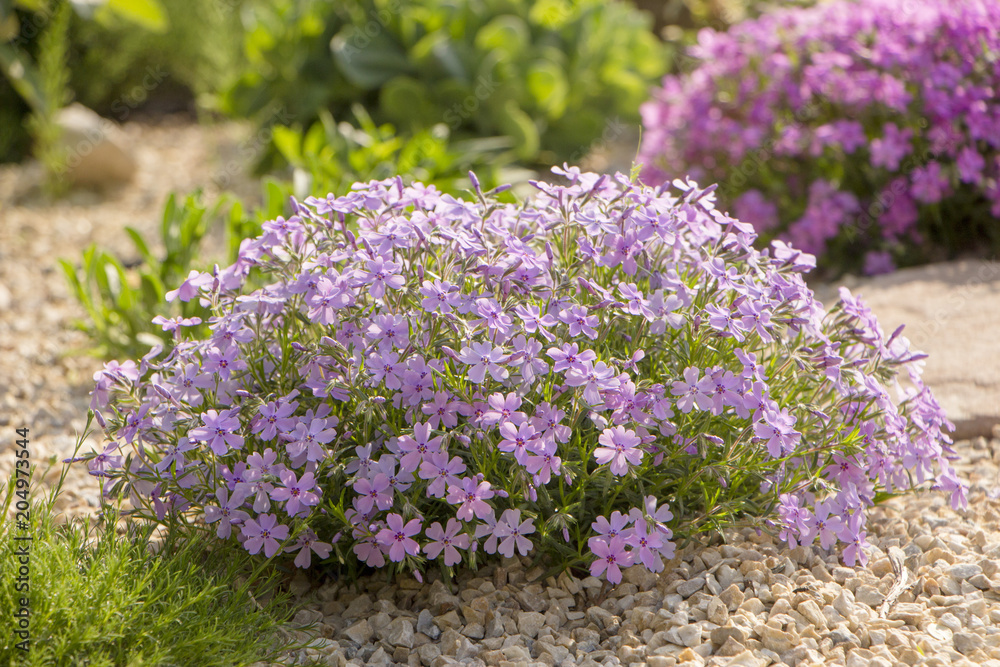 Obraz premium Purple creeping phlox, on the flowerbed. The ground cover is used in landscaping when creating alpine slides and rockeries
