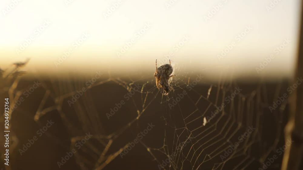 spider web cobweb on the sunset insect varicoloured insect background. lifestyle the spider hunts nature concept