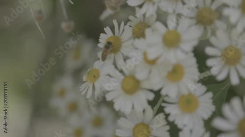 Bee & Argyranthemum Frutescens  