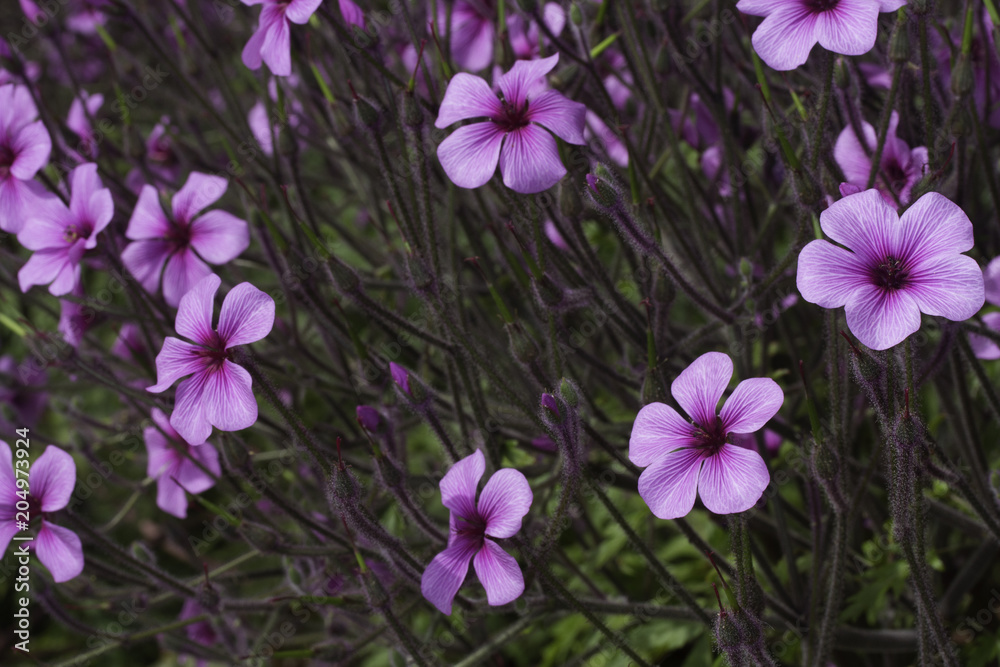 Pink flowers as background