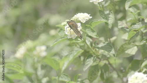 Monarch Butterfly