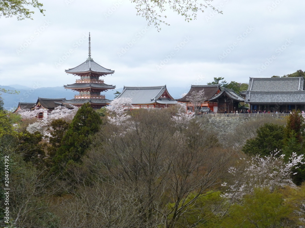 sensoji temple tokyo japan spring cherry blossom sensoji temple tokyo japan spring cherry blossom