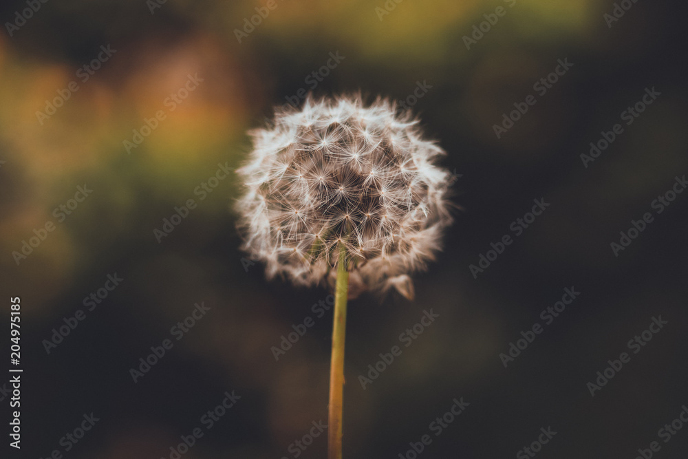 Obraz premium Dandelion Flower