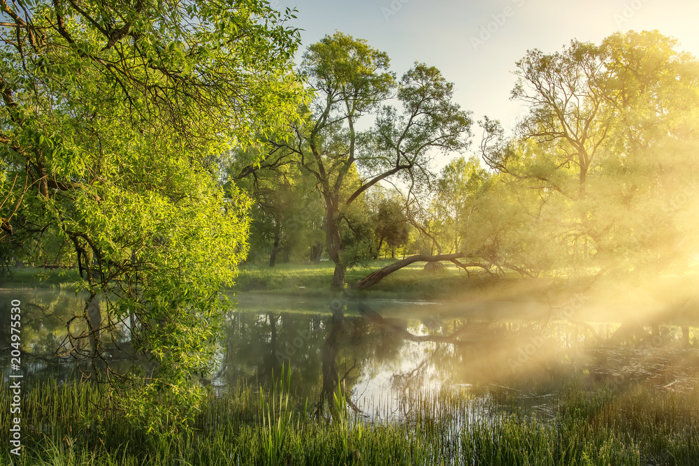 Morning Rays