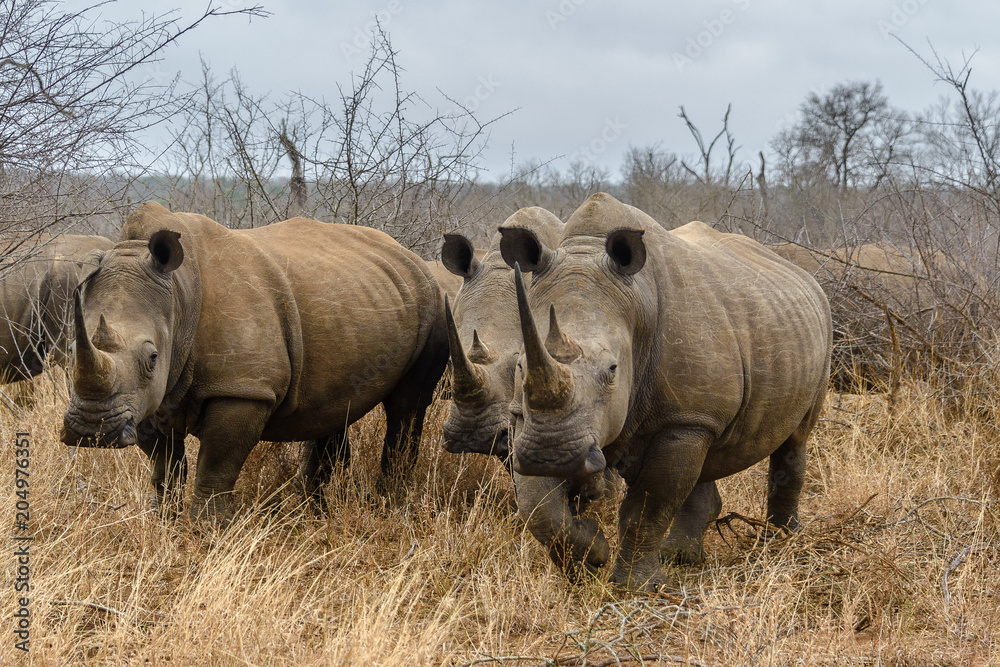 Obraz premium White rhinoceros in Hlane Royal National Park, Swaziland
