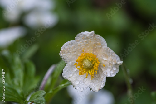 anemone, white, flower petals, green blurred background, closeup