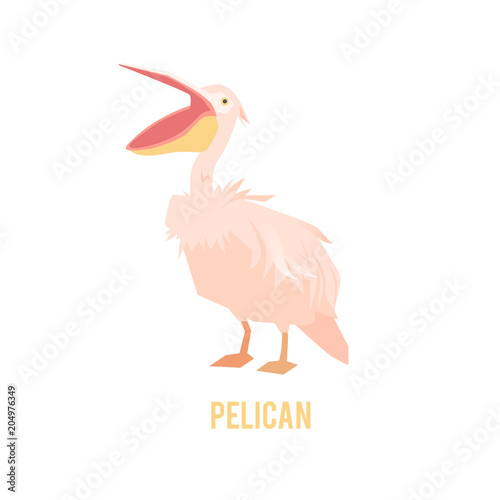 Pelican with large beak. Bird in a flat style.