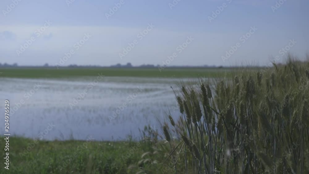 Tilt down, grass near lake