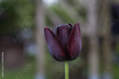 single, one, black tulip, 27/5000 green and gray blurred background, closeup
