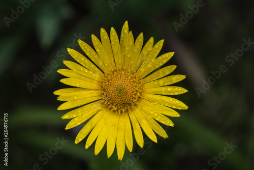 Wallpaper Mural yellow single flower, dark green blurred background,  closeup Torontodigital.ca