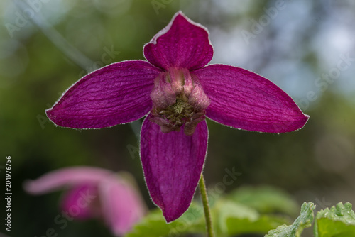 clematis, purple flower petals, blurred background, closeup