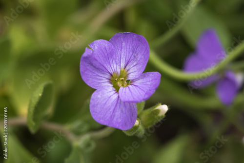 lilac flower  single  green blurred background  closeup