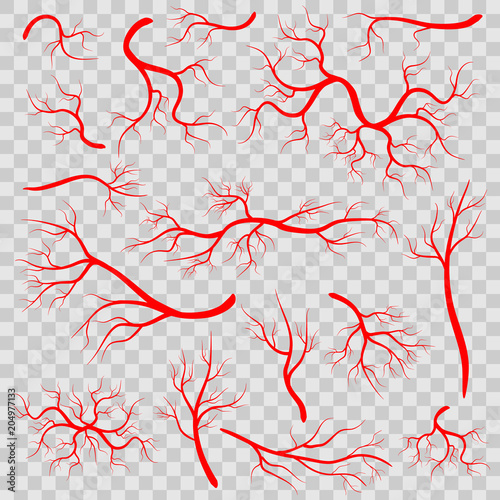 Creative vector illustration of red veins isolated on background. Human vessel, health arteries, Art design. Abstract concept graphic element capillaries. Blood system photo