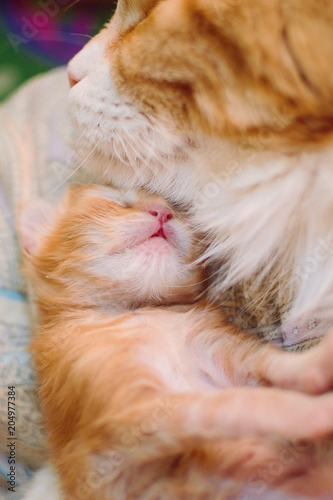 Red-haired mother of a cat with a small kitten. Vertical photography.