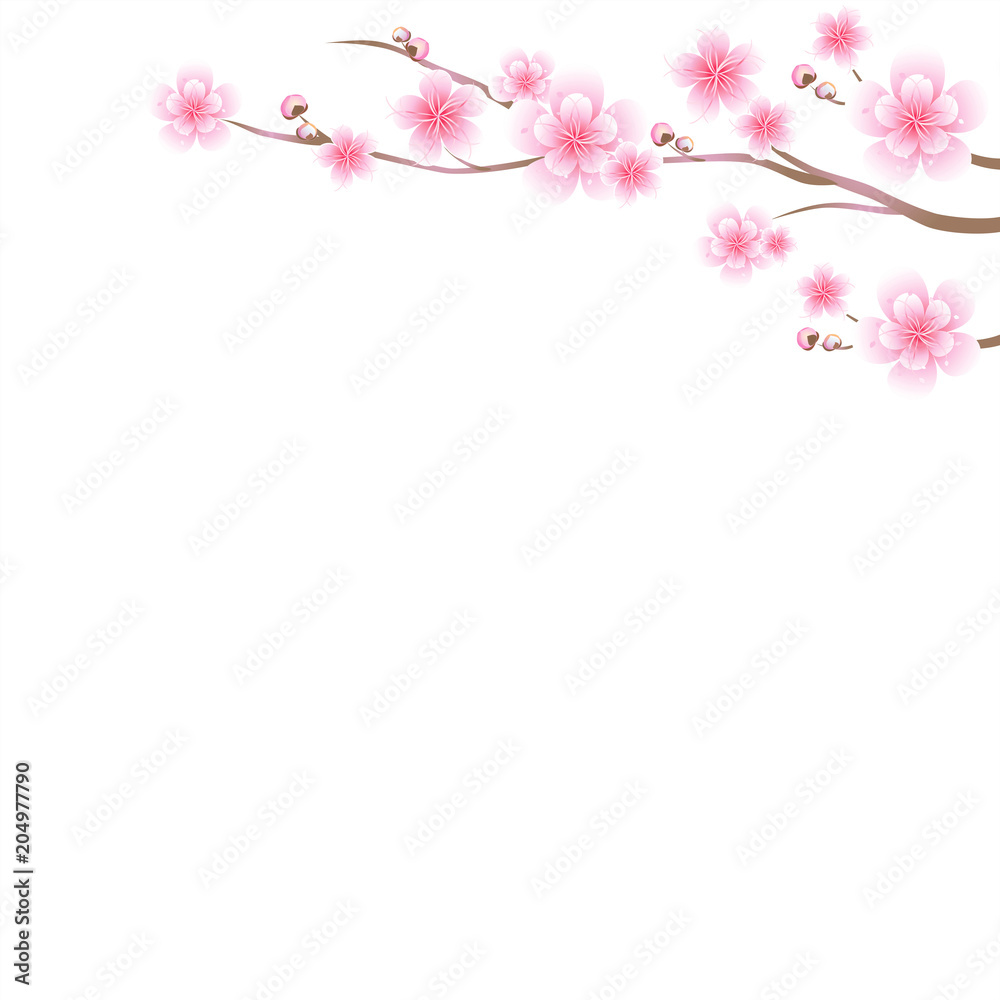 Branches of sakura with Pink flowers. Cherry blossom isolated on White background. Vector Branches of sakura with Pink flowers. Cherry blossom isolated on White background. Vector