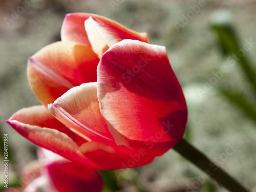 Fototapeta Naklejka Na Ścianę i Meble -  White-tipped Tulip Close-up