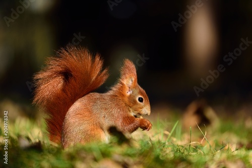 beautiful squirrel © Petr Caska