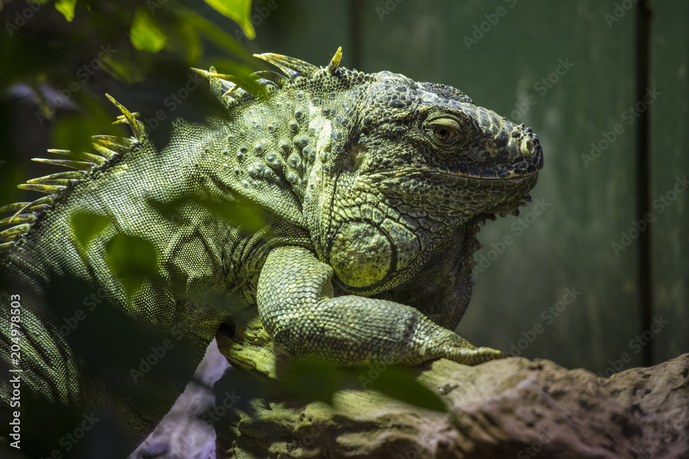 Iguana Iguana