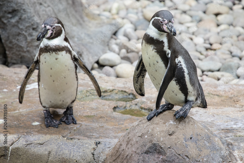 Naklejka premium Penguins