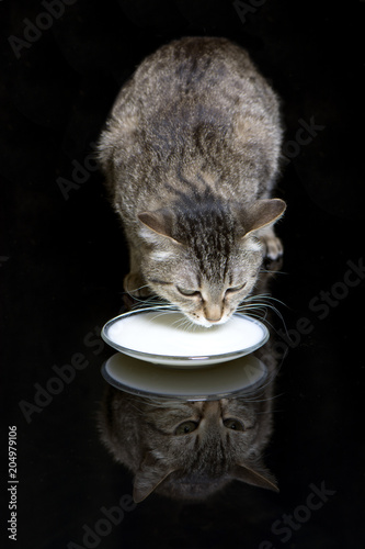 big cat lapping milk