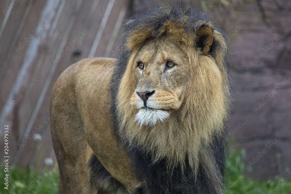 Obraz premium Lion at a Zoo