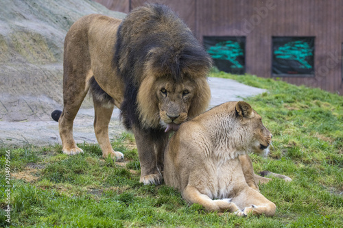 Male and Female Lions
