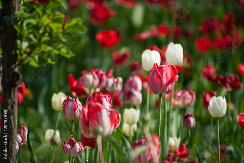 Beautiful bouquet of tulips nature background. © Олександр Болюх
