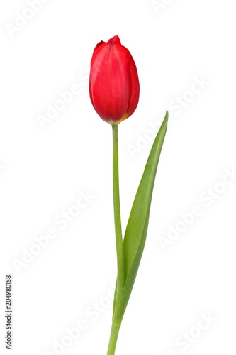 Red tulip on white