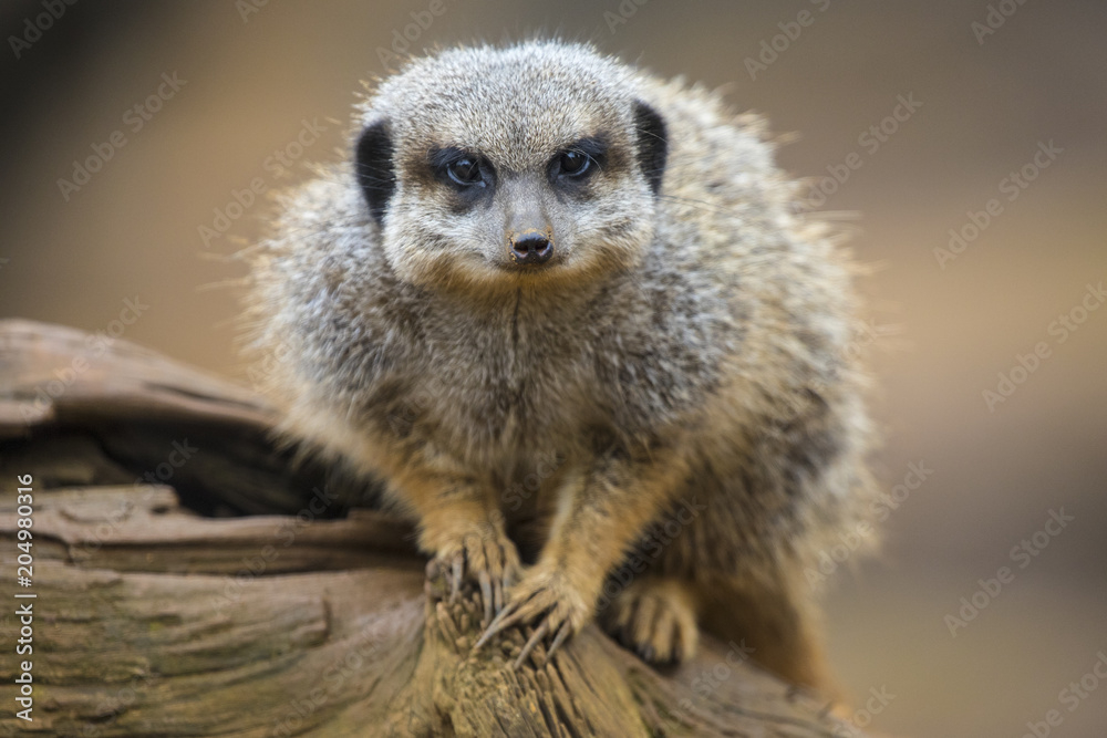 Fototapeta premium Meerkat